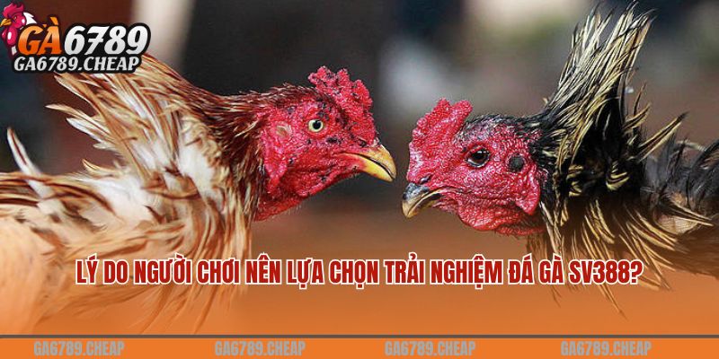 Lý do người chơi nên lựa chọn tham gia đá gà SV388?